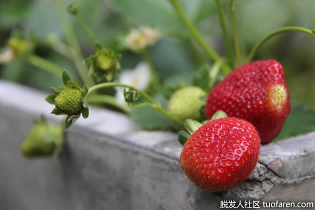 【组图】草莓对皮肤的美容作用