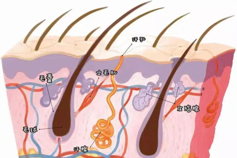 头发中的发王是怎么来的？揭秘毛囊的生长历程
