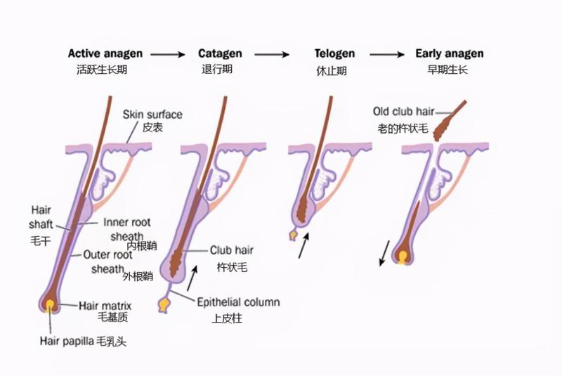 简单实用！只需3招白发变黑发