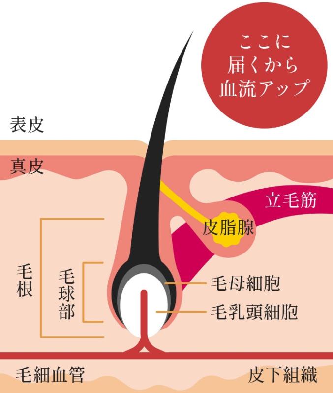 非那雄胺与米诺地尔的疗效